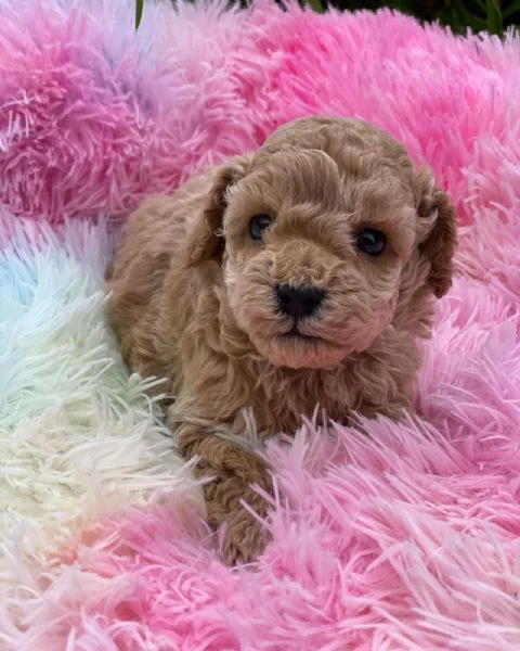 cuccioli di razza pura maltese | Foto 2