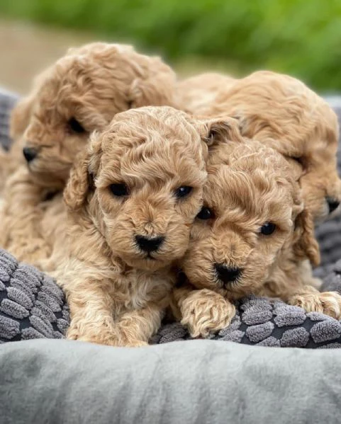 cuccioli di razza pura maltese | Foto 1