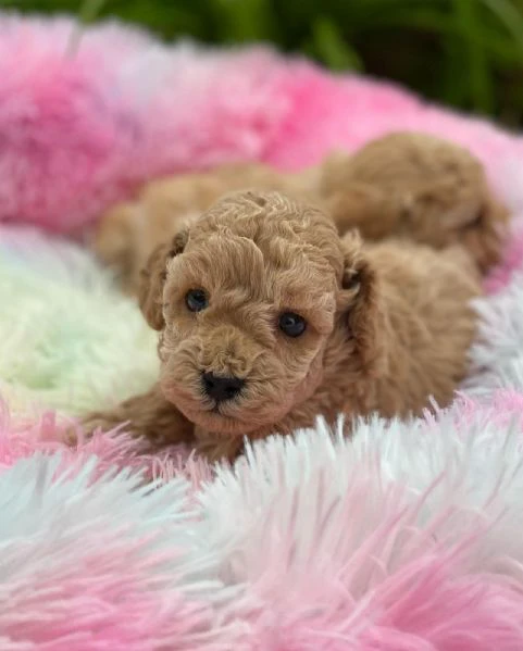 cuccioli di razza pura maltese | Foto 0