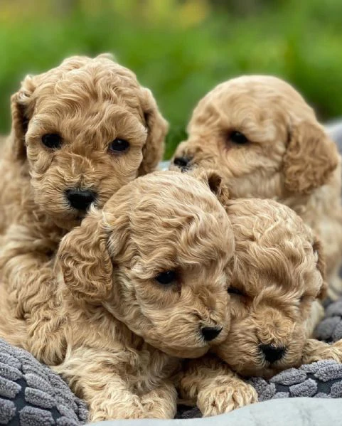 cuccioli di razza pura maltese