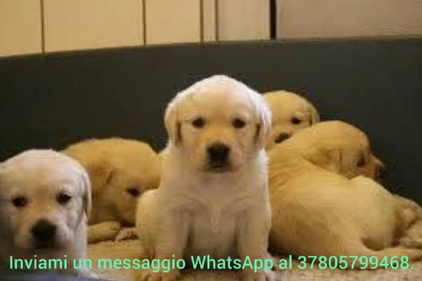 cuccioli di golden retriever