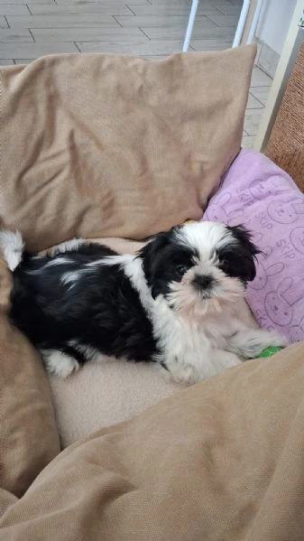 cuccioli shihtzu  | Foto 1