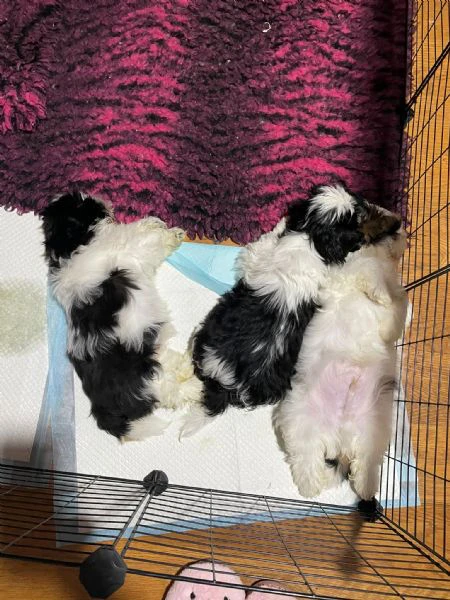 cuccioli shihtzu  | Foto 0