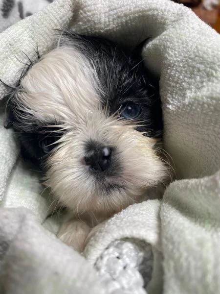 cuccioli shihtzu 