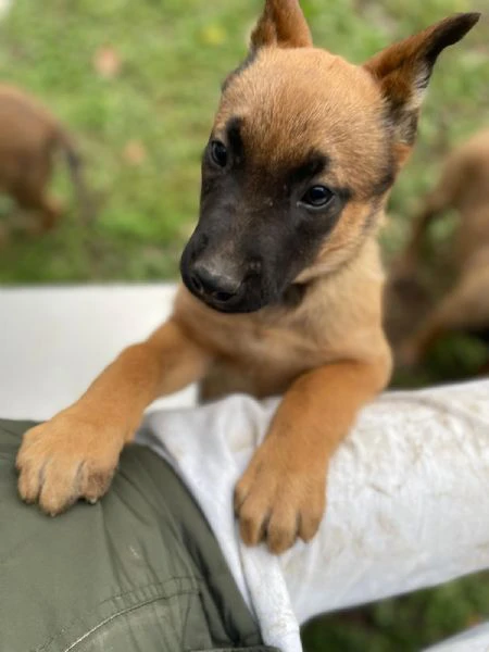 vendita cuccioli pastore belga/malinois nati 5/11/2025 | Foto 2