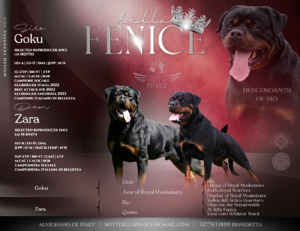 cuccioli figli di genitori campioni di bellezza