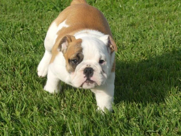 disponibili cuccioli di bulldog inglese con pedigree.