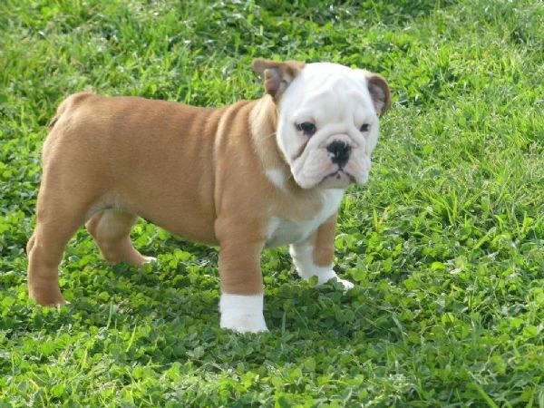 disponibili cuccioli di bulldog inglese con pedigree. | Foto 2