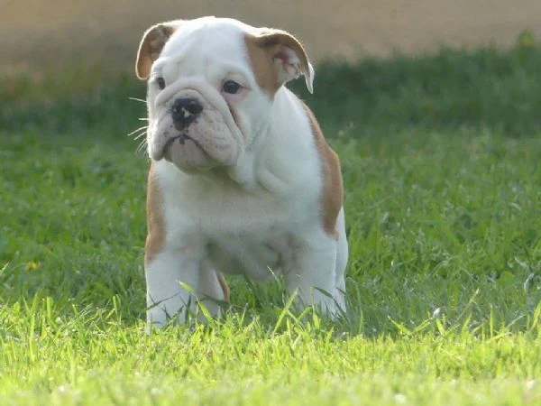 disponibili cuccioli di bulldog inglese con pedigree. | Foto 1