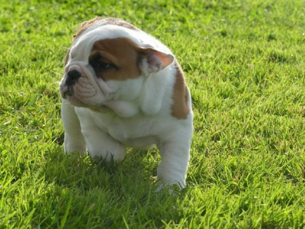 disponibili cuccioli di bulldog inglese con pedigree. | Foto 0