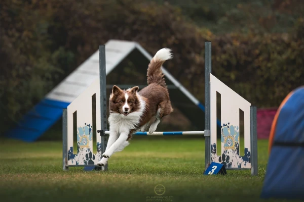 border collie cuccioli disponibili  | Foto 6