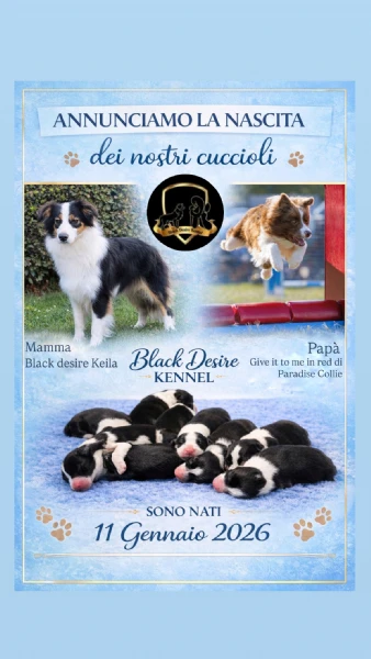 border collie cuccioli disponibili  | Foto 4