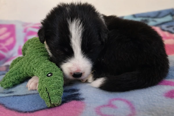 border collie cuccioli disponibili  | Foto 3
