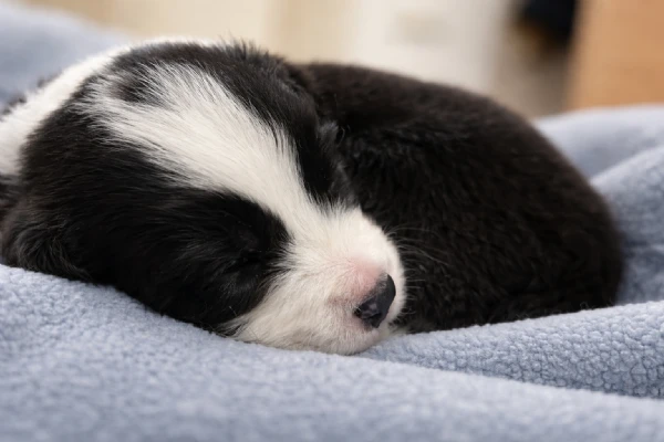 border collie cuccioli disponibili 