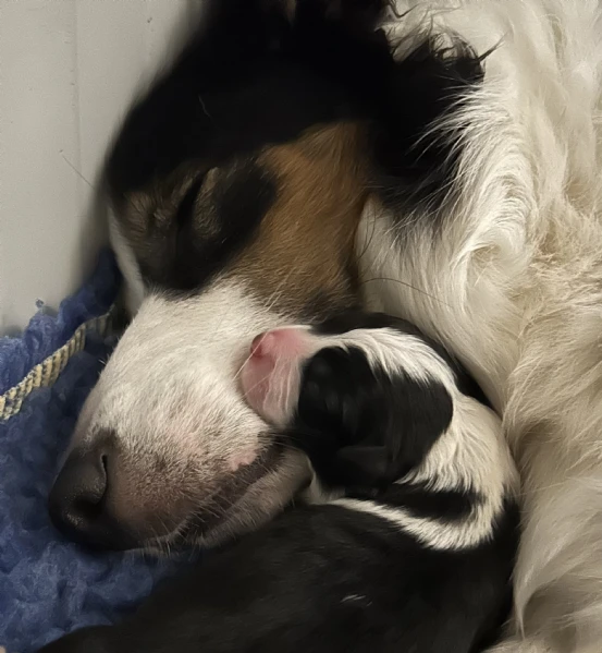 border collie cuccioli disponibili  | Foto 1