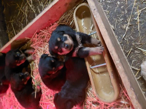 cuccioli di rottweiler  | Foto 6