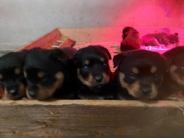 cuccioli di rottweiler  | Foto 5