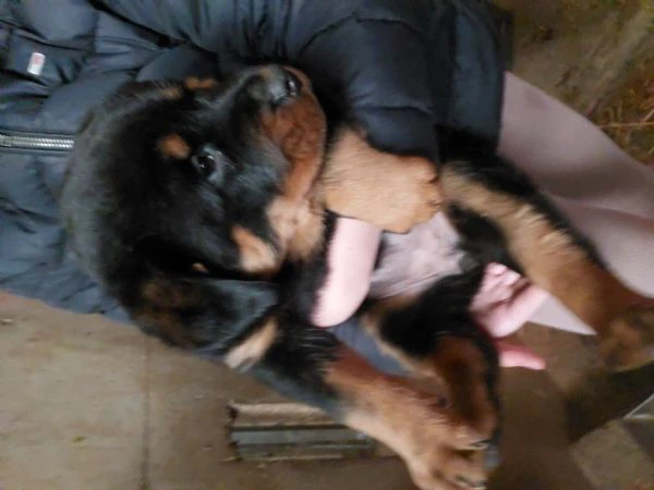 cuccioli di rottweiler  | Foto 2