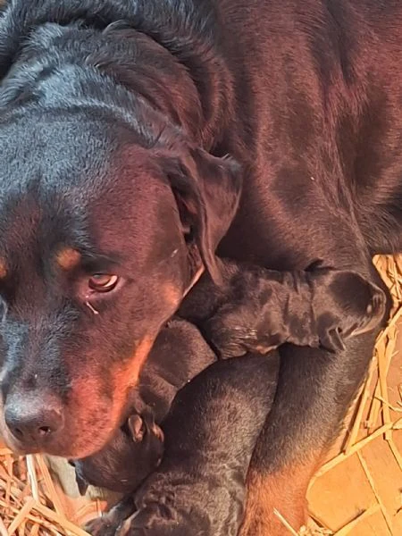cuccioli di rottweiler  | Foto 1