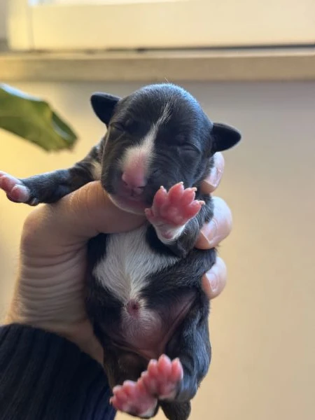 cuccioli di bullterrier miniature con pedigree enci  | Foto 5