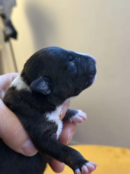 cuccioli di bullterrier miniature con pedigree enci  | Foto 4