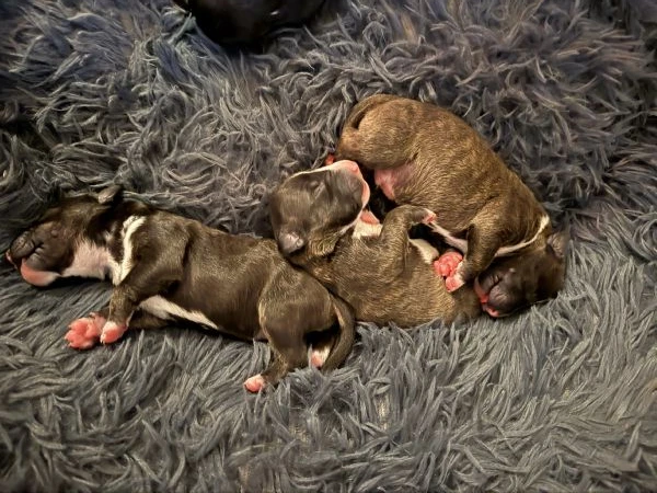 cuccioli di bullterrier miniature con pedigree enci  | Foto 3