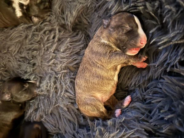 cuccioli di bullterrier miniature con pedigree enci  | Foto 2