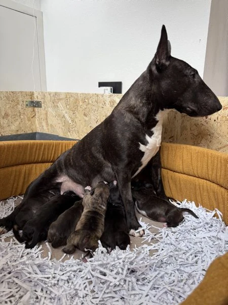 cuccioli di bullterrier miniature con pedigree enci 