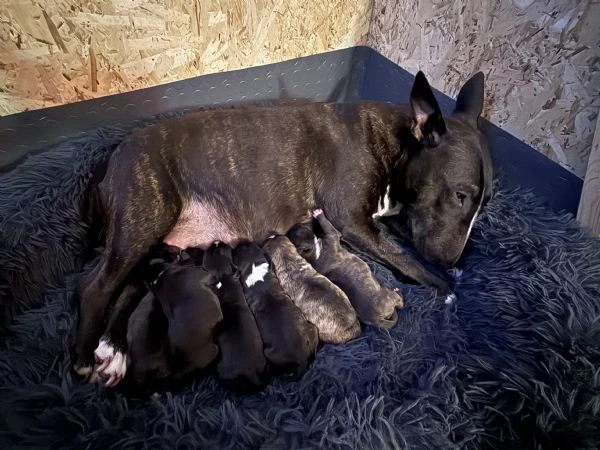 cuccioli di bullterrier miniature con pedigree enci  | Foto 1