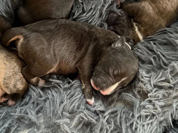 cuccioli di bullterrier miniature con pedigree enci  | Foto 0