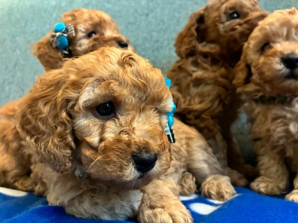 cuccioli barboncino nano pedigree enci | Foto 3