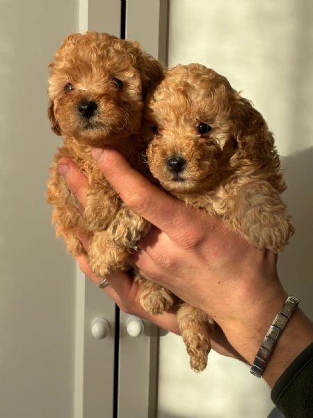 cuccioli barboncino nano pedigree enci | Foto 2