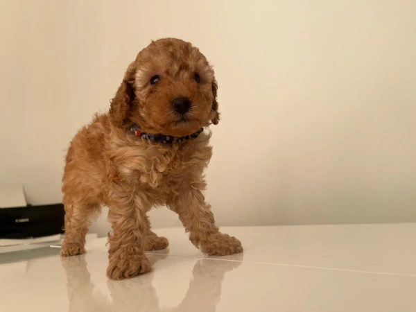 cuccioli barboncino nano pedigree enci | Foto 1