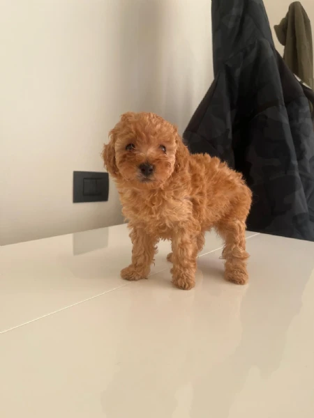 cuccioli barboncino nano pedigree enci | Foto 0