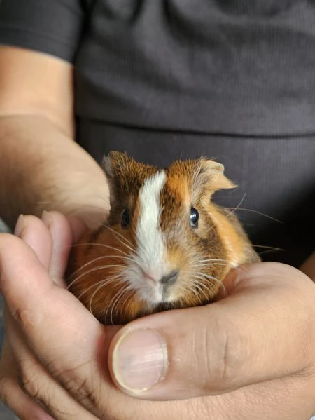 cavie peruviane/ porcellini d'india  | Foto 1