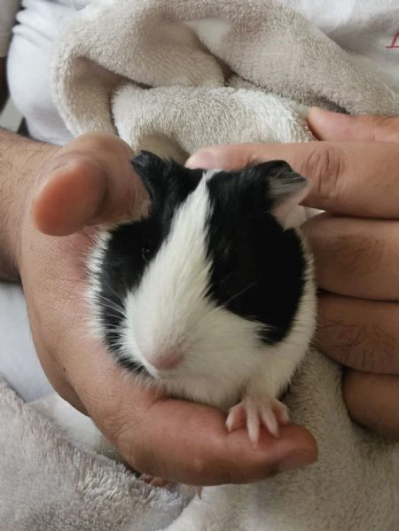 cavie peruviane/ porcellini d'india  | Foto 0