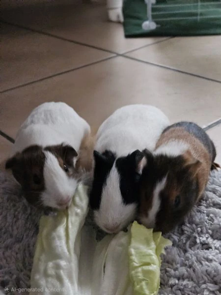 cavie peruviane/ porcellini d'india 