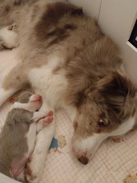 cuccioli border collie con pedigree | Foto 6