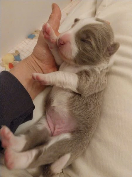 cuccioli border collie con pedigree | Foto 3