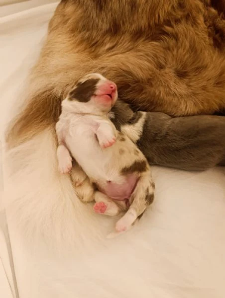 cuccioli border collie con pedigree | Foto 1