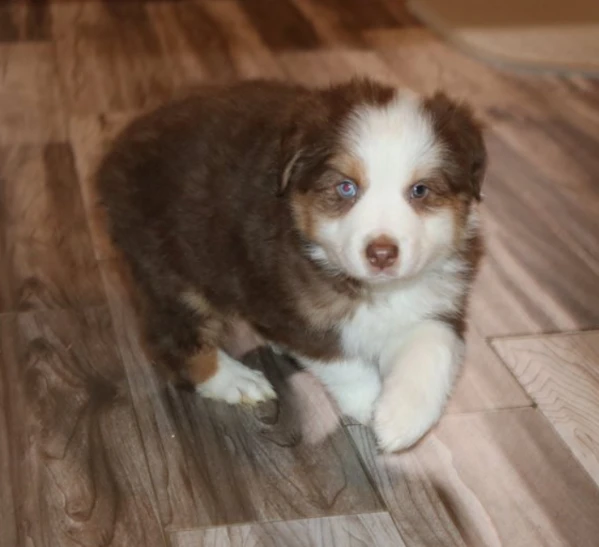 cuccioli pastore australiano