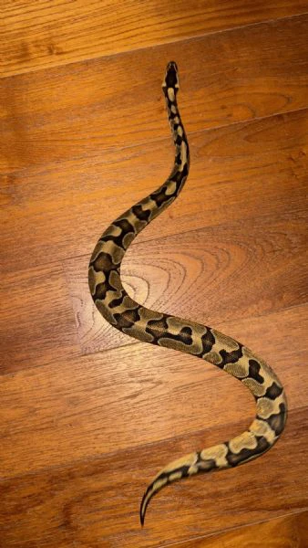 vendo pitone reale + teca + tutti gli accessori  | Foto 3