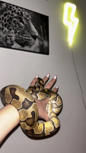 vendo pitone reale + teca + tutti gli accessori 