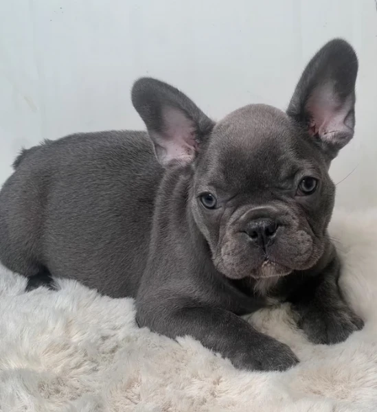 cuccioli di bulldog francese | Foto 0