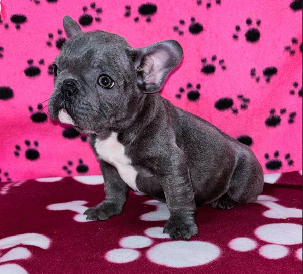 cuccioli di bulldog francese