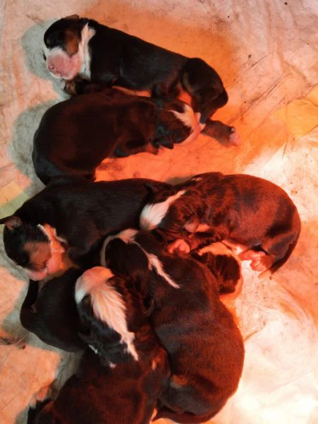 cuccioli di bovaro del bernese  | Foto 5