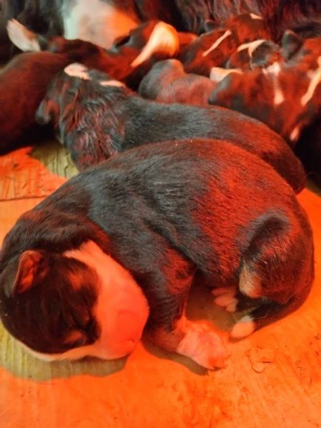 cuccioli di bovaro del bernese 