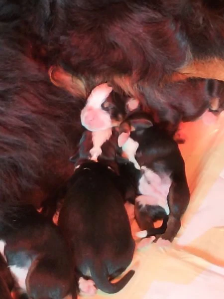 cuccioli di bovaro del bernese  | Foto 2