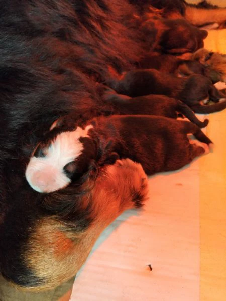 cuccioli di bovaro del bernese  | Foto 1