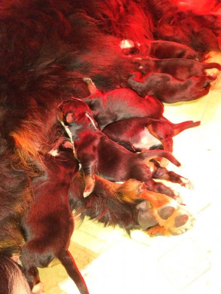 cuccioli di bovaro del bernese  | Foto 0